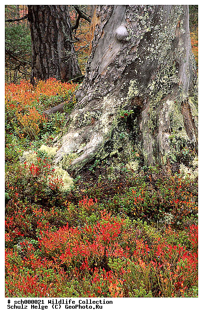 Asteridae, Asternaehnlich, Asternaehnliche, Beere, Beeren, Beerenfrucht, Beerenfruechte, Bickbeere, Bickbeeren, Bilberry, Blaubeere, Blaubeeren, Blueberry, Dalarna, Dreifurchenpollen-Zweikeimblaettrige, Ericaceae, Ericales, Europa, Europe, Frucht, Fruechte, Fulufjaellet, Fulufjaellet-NP, Fulufjaellet-Nationalpark, Fulufjaellet Nationalpark, Heidekrautartig, Heidekrautartige, Heidekrautgewaechs, Heidekrautgewaechse, Heidelbeere, Heidelbeeren, Herbst, Herbstfarben, Herbststimmung, Herbststimmungen, Heubeere, Heubeeren, Indian summer, Kopparberg, Kopparbergs Laen, Nordeuropa, Pflanze, Pflanzen, Rosengewaechs, Rosengewaechse, Rosopsida, Ruska, Scandinavia, Schwarzbeere, Schwarzbeeren, Schweden, Skandinavien, Sverige, Sweden, Vaccinium, Vaccinium myrtillus, Waldbeere, Waldbeeren, Wildbeere, Wildbeeren, Zeckbeere, Zeckbeeren, autumn, autumnal foliage, autumn color, autumn colors, autumn colour, autumn colours, autumn foliage, berries, berry, bunte Blaetter, buntes Laub, fall, fall color, fall colors, fall colour, fall colours, fruit, fruits, plant, plants, ������, ��������