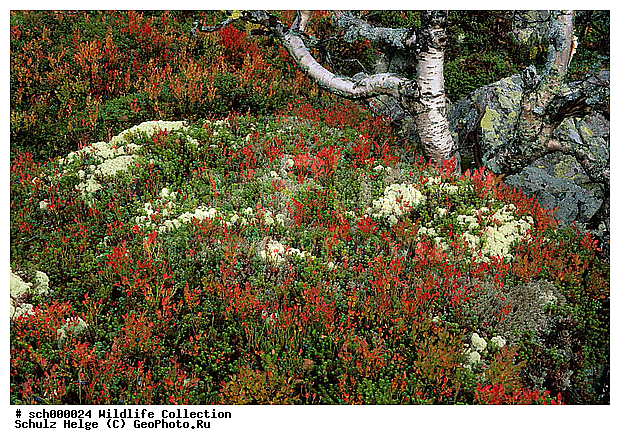 Ascomycota, Asteridae, Asternaehnlich, Asternaehnliche, Baeume, Baum, Beere, Beeren, Beerenfrucht, Beerenfruechte, Behaarte Birke, Behaarte Birken, Besenbirke, Besenbirken, Betula, Betulaceae, Betula pubescens, Betuloideae, Bickbeere, Bickbeeren, Bilberry, Birch Birches, Birke, Birken, Birkengewaechs, Birkengewaechse, Blaubeere, Blaubeeren, Blueberry, Buchenartige, Cladonia, Cladoniaceae, Dalarna, Downy Birch, Dreifurchenpollen-Zweikeimblaettrige, Ericaceae, Ericales, Europa, Europe, Fagales, Fjaellbirke, Fjaellbirken, Flechte, Flechten, Frucht, Fruechte, Fulufjaellet, Fulufjaellet-NP, Fulufjaellet-Nationalpark, Fulufjaellet Nationalpark, Haarbirke, Haarbirken, Heidekrautartig, Heidekrautartige, Heidekrautgewaechs, Heidekrautgewaechse, Heidelbeere, Heidelbeeren, Herbst, Herbstfarben, Herbststimmung, Herbststimmungen, Heubeere, Heubeeren, Indian summer, Islaendisch Moos, Islaendisches Moos, Kopparberg, Kopparbergs Laen, Laubbaeume, Laubbaum, Lecanorales, Lecanoromycetes, Moor-Birke, Moor-Birken, Moorbirke, Moorbirken, Nordeuropa, Pflanze, Pflanzen, Reindeer Lichen, Rentierflechte, Rentierflechten, Rosenaehnlich, Rosenaehnliche, Rosengewaechs, Rosengewaechse, Rosidae, Rosopsida, Ruska, Scandinavia, Schlauchpilz, Schlauchpilze, Schwarzbeere, Schwarzbeeren, Schweden, Skandinavien, Strauchflechte, Strauchflechten, Sverige, Sweden, Unterart, Unterart Fjaellbirke, Unterart Fjaellbirken, Unterarten, Vaccinium, Vaccinium myrtillus, Waldbeere, Waldbeeren, Wildbeere, Wildbeeren, Zeckbeere, Zeckbeeren, autumn, autumnal foliage, autumn color, autumn colors, autumn colour, autumn colours, autumn foliage, berries, berry, broad-leafed tree, broad-leafed trees, broad-leaved tree, broad-leaved trees, broad leafed tree, broad leafed trees, broad leaved tree, broad leaved trees, bunte Blaetter, buntes Laub, fall, fall color, fall colors, fall colour, fall colours, fruit, fruits, lichen, lichens, plant, plants, subspecies, tree, trees