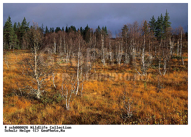 Baeume, Baum, Behaarte Birke, Behaarte Birken, Besenbirke, Besenbirken, Betula, Betulaceae, Betula pubescens, Betuloideae, Birch Birches, Birke, Birken, Birkengewaechs, Birkengewaechse, Buchenartige, Downy Birch, Europa, Europe, Fagales, Fjaellbirke, Fjaellbirken, Haarbirke, Haarbirken, Haerjedalen, Herbst, Herbstfarben, Herbststimmung, Herbststimmungen, Indian summer, Jaemtland, Jaemtlands Laen, Laubbaeume, Laubbaum, Moor-Birke, Moor-Birken, Moorbirke, Moorbirken, Nordeuropa, Pflanze, Pflanzen, Rosenaehnlich, Rosenaehnliche, Rosidae, Ruska, Scandinavia, Schweden, Skandinavien, Sverige, Sweden, Unterart, Unterart Fjaellbirke, Unterart Fjaellbirken, Unterarten, autumn, autumnal foliage, autumn color, autumn colors, autumn colour, autumn colours, autumn foliage, broad-leafed tree, broad-leafed trees, broad-leaved tree, broad-leaved trees, broad leafed tree, broad leafed trees, broad leaved tree, broad leaved trees, bunte Blaetter, buntes Laub, fall, fall color, fall colors, fall colour, fall colours, plant, plants, subspecies, tree, trees, ������������, ��������
