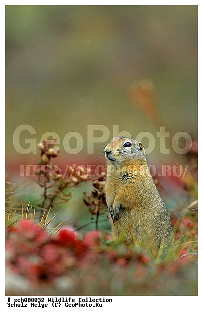 Alaska, America, Amerika, Arctic Ground Squirrel, Arktische Erdhoernchen, Arktischer Ziesel, Arktisches Erdhoernchen, Arktisches Ziesel, Citellus, Citellus parryi, Citellus undulatus, Denali-NP, Denali-National Park, Denali-Nationalpark, Denali NP, Denali National Park, Denali Nationalpark, Echte Erdhoernchen, Erdhoernchen, Ground Squirrel, Herbst, Herbstfarben, Herbstimmungen, Herbststimmung, Hoernchen, Hoernchenverwandt, Hoernchenverwandte, Indian summer, Marmotini, NP, Nager, Nagetier, Nagetiere, National Park, Nordamerika, North America, Parka Squirrel, Parry-Ziesel, Parry Ziesel, Parryziesel, Sciuridae, Sciuromorpha, Spermophilus, Spermophilus parryii, Tundra, USA, United States, United States of America, Vereinigte Staaten, Vereinigte Staaten von Amerika, Xerinae, Ziesel, aufrecht sitzend, autumn, autumnal colours, autumn colours, cute, dinky, fall, fall colors, gnawer, herbstliche Tundra, niedlich, rodent, rodents, sitting, sitzend, squirrel, squirrels, twee, upstanding, ������, ������������, ����� �������, ��������, �����, ��������, ��������, �������������, �������������, �����, �����, �������, XYZ, �������, Sciuridae, ������������ ������, ����������� ������, ������������ ������, ������������ ������������� ������, �������, Spermophilus parryii
