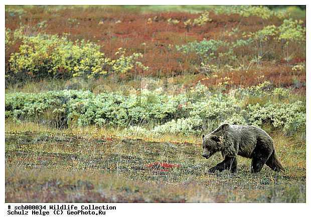 Alaska, America, Amerika, Baeren, Bears, Braunbaeren, Brown Bears, Denali-Nationalpark, Denali Nationalpark, Grizzly Bears, Grizzlybaer, Grizzlybaeren, Herbst, Herbstfarben, Herbstimmungen, Herbststimmung, Indian summer, Maennchen, Nordamerika, North America, Raubtiere, Tundra, Tundralandschaft, USA, United States, Ursus arctos, Ursus arctos horribilis, autumn, autumnal colours, autumn colours, fall, fall colors, herbstliche Tundra, males, ������, ������������, ����� �������, ��������, �����, �������������, �����, �����, XYZ, ��������, Ursidae, ������, Ursus arctos horribilis