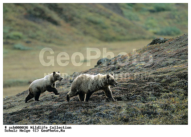Alaska, Baeren, Baerenkinder, Bears, Braunbaeren, Brown Bears, Denali-Nationalpark, Denali Nationalpark, Grizzly Bears, Grizzlybaer, Grizzlybaerin, Herbst, Herbstfarben, Herbstimmungen, Herbststimmung, Indian summer, Jungtiere, Raubtiere, Tierbabies, Tierbaby, Tierkinder, Tundra, Tundralandschaft, USA, Ursus arctos, Ursus arctos horribilis, Weibchen, animal babies, autumn, autumnal colours, autumn colours, baby animals, cubs, fall, fall colors, females, herbstliche Tundra, sow, sows, ������, ������������, ������, ����, ����� �������, ��������, �����, ����, ���������, �������������, �����, �����, XYZ, ��������, Ursidae, ������, Ursus arctos horribilis