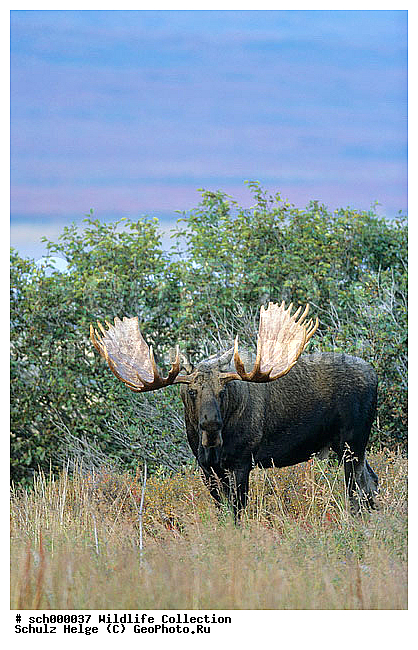 Alaska, Alaska-Elch, Alaska-Elche, Alaska Elch, Alaska Elche, Alaskaelch. Alaskaelche, Alces, Alces alces, Alces alces gigas, America, Amerika, Auslage, Capreolinae, Cervidae, Denali-Nationalpark, Denali Nationalpark, Elch, Elchbulle, Elchbullen, Elche, Elchschaufler, Elchwild, Elen, Geweih, Geweihe, Herbst, Herbstfarbe, Herbstfarben, Herbststimmung, Herbststimmungen, Hirsch, Hirsche, Maennchen, Moose, Moose bull, Nordamerika, North America, Schaufel, Schaufelgeweih, Schaufelgeweihe, Schaufeln, Schaufler, Trughirsch, Trughirsche, Tundra, Tundralandschaft, USA, United States, United States of America, Vereinigte Staaten von Amerika, antler, antlers, autumn, autumnal color, autumnal colors, autumnal colour, autumnal colours, autumn color, autumn colors, autumn colour, autumn colours, buck, bucks, bull, bull Moose, bulls, fall, fall color, fall colors, fall colour, fall colours, indian summer, maennlich, male, males, stag, stags, ������, ������������, ����� �������, ��������, �����, �������������, �����, �����, XYZ, ��������, ������, Cervidae, ����, �������, Alces alces, ����������� ����, Alces alces gigas