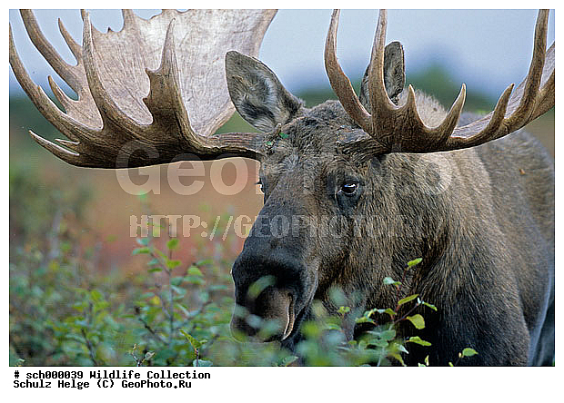 Alaska, Alaska-Elch, Alaska-Elche, Alaska Elch, Alaska Elche, Alaskaelch. Alaskaelche, Alces, Alces alces, Alces alces gigas, America, Amerika, Auslage, Capreolinae, Cervidae, Denali-Nationalpark, Denali Nationalpark, Elch, Elchbulle, Elchbullen, Elche, Elchschaufler, Elchwild, Elen, Geweih, Geweihe, Herbst, Herbstfarbe, Herbstfarben, Herbststimmung, Herbststimmungen, Hirsch, Hirsche, Maennchen, Moose, Moose bull, Nordamerika, North America, Portraet, Portrait, Schaufel, Schaufelgeweih, Schaufelgeweihe, Schaufeln, Schaufler, Trughirsch, Trughirsche, Tundra, Tundralandschaft, USA, United States of America, Vereinigte Staaten von Amerika, antler, antlers, autumn, autumnal color, autumnal colors, autumnal colour, autumnal colours, autumn color, autumn colors, autumn colour, autumn colours, buck, bucks, bull, bull Moose, bulls, fall, fall color, fall colors, fall colour, fall colours, indian summer, maennlich, male, males, stag, stags, ������, ������������, ����� �������, ��������, �����, �������������, �����, �����, XYZ, ��������, ������, Cervidae, ����, �������, Alces alces, ����������� ����, Alces alces gigas