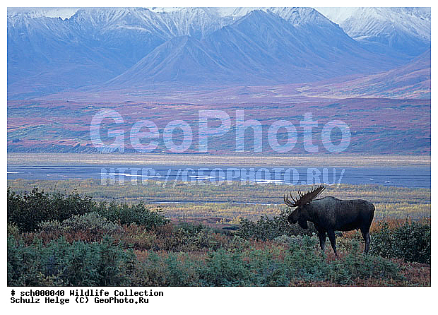 Alaska, Alaska-Elch, Alaska-Elche, Alaska Bergkette, Alaska Elch, Alaska Elche, Alaskabergkette, Alaskaelch. Alaskaelche, Alces, Alces alces, Alces alces gigas, America, Amerika, Auslage, Capreolinae, Cervidae, Denali-Nationalpark, Denali Nationalpark, Elch, Elchbulle, Elchbullen, Elche, Elchschaufler, Elchwild, Elen, Geweih, Geweihe, Herbst, Herbstfarbe, Herbstfarben, Herbststimmung, Herbststimmungen, Hirsch, Hirsche, Maennchen, Moose, Moose bull, Nordamerika, North America, Schaufel, Schaufelgeweih, Schaufelgeweihe, Schaufeln, Schaufler, Trughirsch, Trughirsche, Tundra, Tundralandschaft, USA, United States of America, Vereinigte Staaten von Amerika, alaskarange, alaska range, antler, antlers, autumn, autumnal color, autumnal colors, autumnal colour, autumnal colours, autumn color, autumn colors, autumn colour, autumn colours, buck, bucks, bull, bull Moose, bulls, fall, fall color, fall colors, fall colour, fall colours, indian summer, maennlich, male, males, stag, stags, ������, ������������, ����� �������, ��������, �����, �������������, �����, �����, XYZ, ��������, ������, Cervidae, ����, �������, Alces alces, ����������� ����, Alces alces gigas
