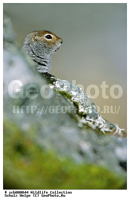 Alaska, America, Amerika, Arctic Ground Squirrel, Arktische Erdhoernchen, Arktischer Ziesel, Arktisches Erdhoernchen, Arktisches Ziesel, Chugach Mountain, Chugach Mountains, Citellus, Citellus parryi, Citellus undulatus, Echte Erdhoernchen, Erdhoernchen, Ground Squirrel, Herbst, Herbstfarben, Herbstimmungen, Herbststimmung, Hoernchen, Hoernchenverwandt, Hoernchenverwandte, Indian summer, Marmotini, NP, Nager, Nagetier, Nagetiere, National Park, Nordamerika, North America, Parka Squirrel, Parry-Ziesel, Parry Ziesel, Parryziesel, Sciuridae, Sciuromorpha, Spermophilus, Spermophilus parryii, Tundra, USA, United States, United States of America, Vereinigte Staaten, Vereinigte Staaten von Amerika, Xerinae, Ziesel, aufrecht sitzend, autumn, autumnal colours, autumn colours, cute, dinky, fall, fall colors, gnawer, herbstliche Tundra, niedlich, rodent, rodents, sitting, sitzend, squirrel, squirrels, twee, upstanding, ������, ������������, ����� �������, ��������, �����, ��������, ��������, �������������, �������������, �����, �����, �������, XYZ, �������, Sciuridae, ������������ ������, ����������� ������, ������������ ������, ������������ ������������� ������, �������, Spermophilus parryii