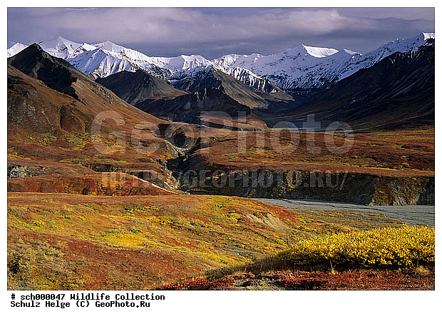 Alaska, Alaskabergkette, America, Amerika, Berg, Berge, Bergkette, Bergketten, Denali-Nationalpark, Denali Nationalpark, Gebirge, Herbst, Herbstfarben, Herbstimmungen, Herbststimmung, Indian summer, Nordamerika, North America, Tundra, Tundralandschaft, USA, United States, United States of America, Vereinigte Staaten, Vereinigte Staaten von Amerika, alaskarange, alaska range, autumn, autumnal color, autumnal colors, autumnal colour, autumnal colours, autumn color, autumn colors, autumn colour, autumn colours, countryside, fall, fall color, fall colors, fall colour, fall colours, herbstliche Tundra, landscape, mountain, mountain chain, mountainous ridge, mountain range, mountains, range, ranges, ridge, scenery, scenic, ������, ������, ����� �������, ��������, ������������ ����, �������, �����, ������, �����