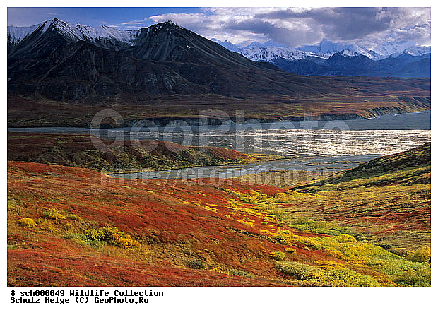 Alaska, Alaskabergkette, America, Amerika, Berg, Berge, Bergkette, Bergketten, Denali-Nationalpark, Denali Nationalpark, Gebirge, Herbst, Herbstfarben, Herbstimmungen, Herbststimmung, Indian summer, Mount Eielson, Mount Mc Kinley, Mt. Eielson, Mt. Mc Kinley, Nordamerika, North America, Tundra, Tundralandschaft, USA, United States, United States of America, Vereinigte Staaten, Vereinigte Staaten von Amerika, alaska range, alaskarange, autumn, autumnal color, autumnal colors, autumnal colour, autumnal colours, autumn color, autumn colors, autumn colour, autumn colours, countryside, fall, fall color, fall colors, fall colour, fall colours, herbstliche Tundra, landscape, mountain, mountain chain, mountainous ridge, mountain range, mountains, range, ranges, ridge, scenery, scenic, ������, ������, ����� �������, ��������, ������������ ����, �������, �����, ������, �����