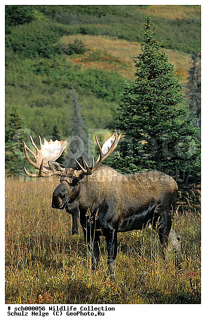 Alaska, Alaska-Elch, Alaska-Elche, Alaska Elch, Alaska Elche, Alaskaelch, Alaskaelche, Alces, Alces alces, Alces alces gigas, America, Amerika, Anchorage, Auslage, Capreolinae, Cervidae, Chugach State Park, Elch, Elchbulle, Elchbullen, Elche, Elchschaufler, Elchwild, Elen, Geweih, Geweihe, Herbst, Herbstfarbe, Herbstfarben, Herbststimmung, Herbststimmungen, Hirsch, Hirsche, Maennchen, Moose, Moose bull, Nordamerika, North America, Schaufel, Schaufelgeweih, Schaufelgeweihe, Schaufeln, Schaufler, Trughirsch, Trughirsche, Tundra, Tundralandschaft, USA, United States, United States of America, Vereinigte Staaten von Amerika, antler, antlers, autumn, autumnal color, autumnal colors, autumnal colour, autumnal colours, autumn color, autumn colors, autumn colour, autumn colours, buck, bucks, bull, bull Moose, bulls, fall, fall color, fall colors, fall colour, fall colours, indian summer, maennlich, male, males, stag, stags, ������, ������������, ����� �������, ��������, �����, �������������, �����, �����, XYZ, ��������, ������, Cervidae, ����, �������, Alces alces, ����������� ����, Alces alces gigas