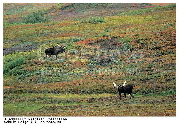 Alaska, Alaska-Elch, Alaska-Elche, Alaska Elch, Alaska Elche, Alaskaelch. Alaskaelche, Alces, Alces alces, Alces alces gigas, America, Amerika, Auslage, Capreolinae, Cervidae, Denali-Nationalpark, Denali Nationalpark, Elch, Elchbulle, Elchbullen, Elche, Elchschaufler, Elchwild, Elen, Geweih, Geweihe, Herbst, Herbstfarbe, Herbstfarben, Herbststimmung, Herbststimmungen, Hirsch, Hirsche, Maennchen, Moose, Moose bull, Nordamerika, North America, Schaufel, Schaufelgeweih, Schaufelgeweihe, Schaufeln, Schaufler, Trughirsch, Trughirsche, Tundra, Tundralandschaft, USA, United States, United States of America, Vereinigte Staaten von Amerika, antler, antlers, autumn, autumnal color, autumnal colors, autumnal colour, autumnal colours, autumn color, autumn colors, autumn colour, autumn colours, buck, bucks, bull, bull Moose, bulls, fall, fall color, fall colors, fall colour, fall colours, indian summer, maennlich, male, males, stag, stags, ������, ������������, ������, ����, ����� �������, ��������, �����, ����, ���������, �������������, �����, �����, XYZ, ��������, ������, Cervidae, ����, �������, Alces alces, ����������� ����, Alces alces gigas