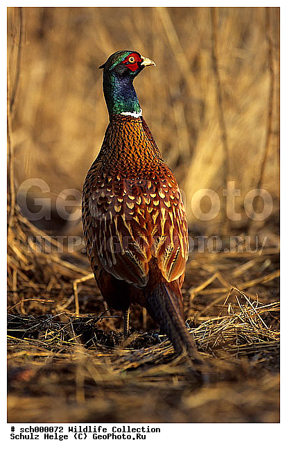 Deutschland, Edelfasan, Edelfasane, Europa, Europe, Fasan, Fasane, Fasanenartig, Fasanenartige, Fasanenhaehne, Fasanenhahn, Galliformes, Game Pheasant, Germany, Haehne, Hahn, Huehner, Huehnervoegel, Huehnervogel, Huhn, Jagdfasan, Jagdfasane, Jagdfasanhaehne, Jagdfasanhahn, Maennchen, Phasianidae, Phasianus, Phasianus colchicus, Pheasant, Ringfasan, Ringfasane, Ruhekleid, Ruhekleider, Schleswig-Holstein, Voegel, Vogel, Winterkleid, Winterkleider, bird, birds, maennlich, male, males, winter dress, winterdress, ������������, ��������, ��������, ��������, �����, �����, ��������, �����������, XYZ, ���������, Phasianidae, ������������ �����, ���������� �����, Phasianus colchicus, �����