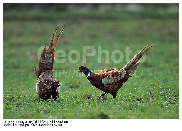 Auseinandersetzung, Balz, Balzplaetze, Balzplatz, Balzzeit, Deutschland, Edelfasan, Edelfasane, Europa, Europe, Fasan, Fasane, Fasanenartig, Fasanenartige, Fasanenhaehne, Fasanenhahn, Fortpflanzungszeit, Galliformes, Game Pheasant, Germany, Haehne, Hahn, Halsringfasan, Halsringfasane, Huehner, Huehnervoegel, Huehnervogel, Huhn, Jagdfasan, Jagdfasane, Jagdfasanhaehne, Jagdfasanhahn, Kampf, Maennchen, Paarungszeit, Phasianidae, Phasianus, Phasianus colchicus, Pheasant, Ringfasan, Ringfasane, Schleswig-Holstein, Streit, Streitigkeiten, Voegel, Vogel, balzen, balzend, bird, birds, brawl, brawling, clash, conflict, contest, courtship, courtships, display, disputant, dispute, fight, fighting, kaempfen, kaempfend, maennlich, male, males, mate, mating, mating season, mating territory, pairing, pairing season, pairing territory, rut, rutting, rutting season, rutting territory, scuffle, scuffling, streiten, streitend, strife, wrangle, wrangling, ������������, ������, ����, ��������, ����, ���������, ��������, ��������, �����, �����, ��������, �����������, XYZ, ���������, Phasianidae, ������������ �����, ���������� �����, Phasianus colchicus, �����