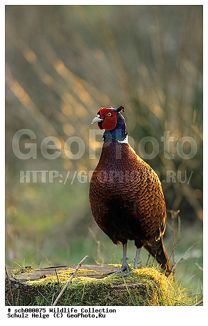 Balz, Balzplaetze, Balzplatz, Balzzeit, Deutschland, Edelfasan, Edelfasane, Europa, Europe, Fasan, Fasane, Fasanenartig, Fasanenartige, Fasanenhaehne, Fasanenhahn, Fortpflanzungszeit, Galliformes, Game Pheasant, Germany, Haehne, Hahn, Halsringfasan, Halsringfasane, Huehner, Huehnervoegel, Huehnervogel, Huhn, Jagdfasan, Jagdfasane, Jagdfasanhaehne, Jagdfasanhahn, Maennchen, Paarungszeit, Phasianidae, Phasianus, Phasianus colchicus, Pheasant, Ringfasan, Ringfasane, Schleswig-Holstein, Voegel, Vogel, balzen, balzend, bird, birds, maennlich, male, males, mate, mating, mating season, pairing, pairing season, rut, rutting, rutting season, ������������, ��������, ��������, ��������, �����, �����, ��������, �����������, XYZ, ���������, Phasianidae, ������������ �����, ���������� �����, Phasianus colchicus, �����