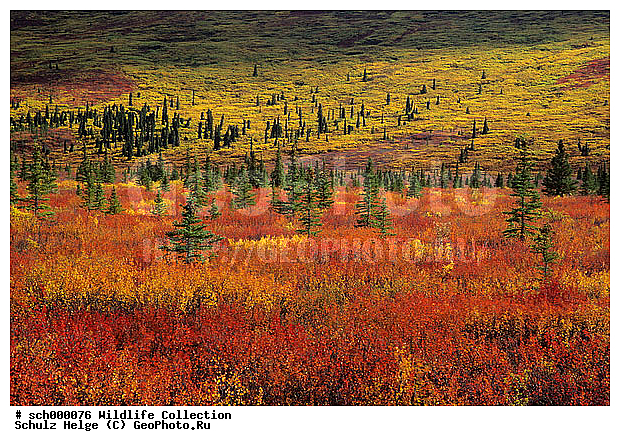 Alaska, Alaskabergkette, America, Amerika, Berg, Berge, Bergkette, Bergketten, Denali-Nationalpark, Denali Nationalpark, Gebirge, Herbst, Herbstfarben, Herbstimmungen, Herbststimmung, Indian summer, Nordamerika, North America, Tundra, Tundralandschaft, USA, United States, United States of America, Vereinigte Staaten, Vereinigte Staaten von Amerika, alaskarange, alaska range, autumn, autumnal color, autumnal colors, autumnal colour, autumnal colours, autumn color, autumn colors, autumn colour, autumn colours, countryside, fall, fall color, fall colors, fall colour, fall colours, herbstliche Tundra, landscape, mountain, mountain chain, mountainous ridge, mountain range, mountains, range, ranges, ridge, scenery, scenic, ������, ������, ����� �������, ��������, ������������ ����, �������, �����, ������, �����