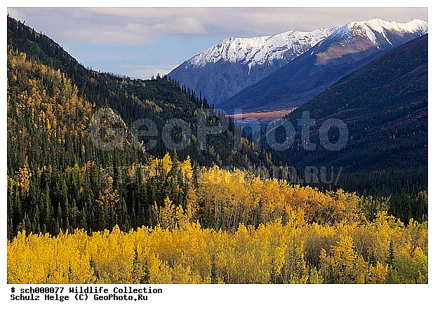 Alaska, Alaskabergkette, America, Amerika, Amerikanische Zitterpappel, Amerikanische Zitterpappeln, Aspe, Aspen, Baeume, Baum, Berg, Berge, Bergkette, Bergketten, Denali-Nationalpark, Denali Nationalpark, Dreifurchenpollen-Zweikeimblaettrige, Espe, Espen, Gebirge, Gebirgszuege, Gebirgszug, Herbst, Herbstfarben, Herbstimmungen, Herbstlaub, Herbststimmung, Indian summer, Laubbaeume, Laubbaum, Laubwaelder, Laubwald, Malpighiales, Nordamerika, North America, Pappel, Pappeln, Pflanze, Pflanzen, Populus, Populus tremoloides, Rosenaehnlich, Rosenaehnliche, Rosidae, Rosopsida, Salicaceae, Tundra, Tundralandschaft, USA, United States, United States of America, Vereinigte Staaten, Vereinigte Staaten von Amerika, Weidengewaechs, Weidengewaechse, Zitterpappel, Zitterpappeln, alaskarange, alaska range, asp, aspen, asps, autumn, autumnal color, autumnal colors, autumnal colour, autumnal colours, autumn color, autumn colors, autumn colour, autumn colours, autumn foliage, broad-leafed tree, broad-leafed trees, broad-leaved tree, broad-leaved trees, broad leafed tree, broad leafed trees, broad leaved tree, broad leaved trees, bunte Blaetter, buntes Laub, cottonwood, countryside, deciduous forest, deciduous forests, deciduous woodland, fall, fall color, fall colors, fall colour, fall colours, fall foliage, herbstliche Tundra, landscape, mountain, mountain chain, mountainous ridge, mountain range, mountains, poplar, range, ranges, ridge, scenery, scenic, tree, trees, ������, ����� �������, �����, ������, ��������