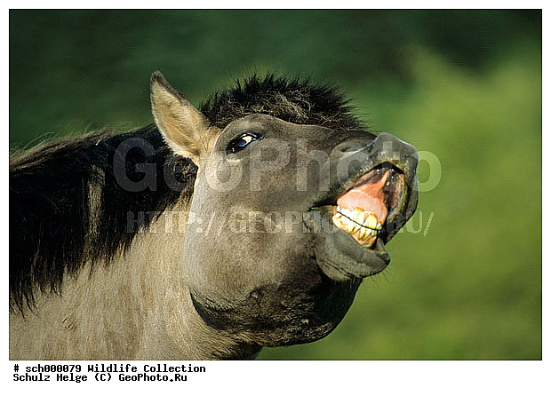 Deutschland, Equus przewalskii caballus, Europa, Europe, Flensburg, Germany, Hengst, Hengste, Konik, Maennchen, Norddeutschland, Pferd, Pferde, Ponies, Pony, Portraet, Portraits, Rueckzuechtung, Schaeferhaus, Schleswig-Holstein, Tarpan, Tarpan horse, Waldtarpan, Wilde Pferde, Wildpferd, Wildpferde, flaehmend, flehmend, horse, horses, lachend, laughing, male, males, neighing, stallion, stallions, whinnying, wiehernd, wild horse, wild horses, ������, ������������, ��������