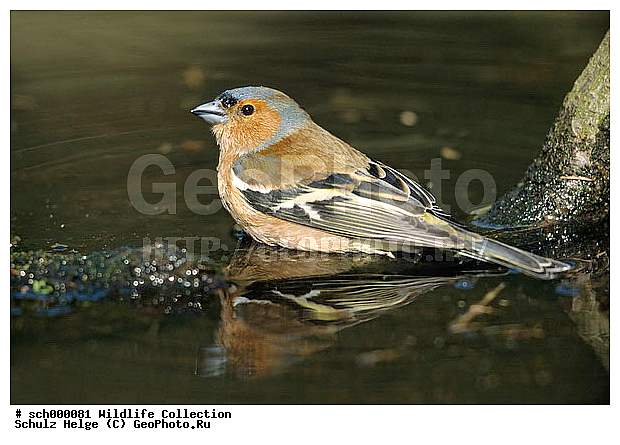 Aves, Buchfink, Buchfinken, Chaffinch, Chaffinchs, Deutschland, Edelfink, Edelfinken, Europa, Europe, Fink, Finken, Finkenvoegel, Finkenvogel, Fringilla, Fringilla coelebs, Fringillidae, Fringillinae, Germany, Maennchen, Passeri, Passeriformes, Schleswig-Holstein, Singvoegel, Singvogel, Sperlingsvoegel, Sperlingsvogel, Voegel, Vogel, Vogelbad, Vogelbaeder, Vogeltraenke, Vogeltraenken, bird, bird bath, birds, finch, finches, maennlich, male, males, oscine, oscine bird, oscine birds, oscines, passerine bird, passerine birds, singbird, sing bird, sing birds, singbirds, singing bird, singing birds, songbird, song birds, songbirds, ������������, ��������, ��������, ��������, ��������, �����������, �����, �����, XYZ, ���������, Fringillidae, ������, Fringilla coelebs, �����