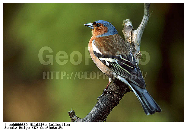 Aves, Buchfink, Buchfinken, Chaffinch, Chaffinchs, Deutschland, Edelfink, Edelfinken, Europa, Europe, Fink, Finken, Finkenvoegel, Finkenvogel, Fringilla, Fringilla coelebs, Fringillidae, Fringillinae, Germany, Maennchen, Passeri, Passeriformes, Schleswig-Holstein, Singvoegel, Singvogel, Sperlingsvoegel, Sperlingsvogel, Voegel, Vogel, bird, birds, finch, finches, maennlich, male, males, oscine, oscine bird, oscine birds, oscines, passerine bird, passerine birds, sing bird, singbird, singbirds, sing birds, singing bird, singing birds, songbird, song birds, songbirds, ������������, ��������, ��������, ��������, ��������, �����������, �����, �����, XYZ, ���������, Fringillidae, ������, Fringilla coelebs, �����