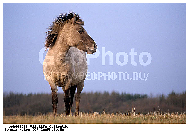 Deutschland, Equus przewalskii caballus, Europa, Europe, Flensburg, Germany, Konik, Norddeutschland, Pferd, Pferde, Ponies, Pony, Rueckzuechtung, Schaeferhaus, Schleswig-Holstein, Stute, Stuten, Tarpan, Tarpan horse, Waldtarpan, Weibchen, Wilde Pferde, Wildpferd, Wildpferde, female, females, horse, horses, mare, mares, weiblich, wild horse, wild horses, ������, ������������, ��������