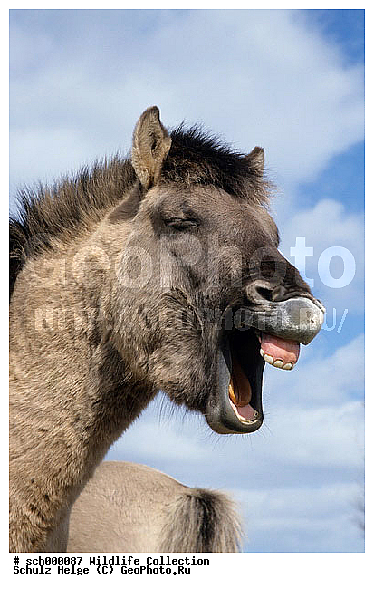 Deutschland, Equus przewalskii caballus, Europa, Europe, Flensburg, Germany, Hengst, Hengste, Konik, Maennchen, Norddeutschland, Pferd, Pferde, Ponies, Pony, Portraet, Portraits, Rueckzuechtung, Schaeferhaus, Schleswig-Holstein, Tarpan, Tarpan horse, Waldtarpan, Wilde Pferde, Wildpferd, Wildpferde, flaehmend, flehmend, funny, horse, horses, lachend, laughing, lucky, lustig, maennlich, male, males, neighing, stallion, stallions, whinnying, wiehernd, wild horse, wild horses, witzig, ������, ������������, ��������