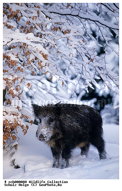 Borsten, Deutschland, Eis, Europa, Europe, Frost, Germany, Jungtier, Jungtiere, Kaelte, Schleswig-Holstein, Schnee, Schwarzwild, Schwein, Schweine, Sus scrofa, Tierbabies, Tierbaby, Tierkind, Tierkinder, Ueberlaeufer, Wild Boar, Wild Pig, Wildschwein, Wildschweine, Winter, baby animal, baby animals, cold, eisig, frosted, frostig, ice, icy, kalt, pig, pigs, pork, porks, snow, snowfall, snowy, young, youngs, ������, ������������, �����, ��������, �����, �������������, �����, �����, XYZ, ������, Suidae, �����, �����, ����� ������, Sus scrofa, �������������, �����, �����, XYZ, ������, Suidae, �����, �����, ����� ������, Sus scrofa