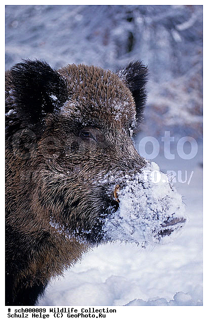 Basse, Bassen, Borsten, Deutschland, Eber, Eis, Europa, Europe, Frost, Germany, Hauptschwein, Kaelte, Keiler, Maennchen, Portraet, Portrait, Schleswig-Holstein, Schnee, Schneefall, Schwarzwild, Schwein, Schweine, Sus scrofa, Urian, Wild Boar, Wild Pig, Wildschwein, Wildschweine, Wildschweinkeiler, Winter, cold, eisig, frost, frosted, ice, kalt, male, males, pig, pigs, pork, porks, snow, snowfall, snowy, tusker, ������, ������������, �����, ��������, �����, �������������, �����, �����, XYZ, ������, Suidae, �����, �����, ����� ������, Sus scrofa