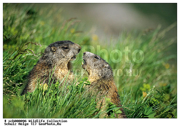 Alpen, Alpenmurmeltier, Alpenmurmeltiere, Alpine Marmot, Alpine Marmots, Auseinandersetzung, Auseinandersetzungen, Austria, Austrian Alps, Berg, Berge, Echte Erdhoernchen, Erdhoernchen, Europa, Europe, Gebirge, High Tauern-NP, High Tauern-National Park, Hoernchen, Hoernchenverwandt, Hoernchenverwandte, Hohe Tauern, Hohe Tauern-NP, Hohe Tauern-Nationalpark, Hohe Tauern NP, Hohe Tauern Nationalpark, Junge, Jungtier, Jungtiere, Kaempfend, Kaernten, Kampf, Marmota, Marmota marmota, Marmotini, Murmel, Murmeltier, Murmeltiere, NP, NP. -High Tauern, NP. -Hohe Tauern, NP. High Tauern, Nager, Nagetier, Nagetiere, National Park, National Park-High Tauern, National Park High Tauern, Nationalpark Hohe Tauern, Oesterreich, Oesterreichische Alpen, Saeuger, Saeugetier, Saeugetiere, Salzburger Land, Sciuridae, Sciuromorpha, Spiel, Streit, Tierbabies, Tierbaby, Tierkind, Tierkinder, Xerinae, alps, animal babies, animal baby, animal pup, animal pups, baby animal, baby animals, balgen, balgend, battle, contend, disagree, dispute, fight, fighting, game, gaming, gnawer, kaempfen, mammal, mammalian, mammals, marmot, marmots, mountain, mountains, play, playing, playis, pup, pups, quarrel, rodent, rodents, romp, romping, scrap, scraping, scuffle, scuffling, spat, spielen, spielend, stickle, streiten, streitend, to frolic, tollen, tollend, to romp, tussle, tussling, wrangle, young, youngs, ������������, ������, ����, ��������, ����, ���������, ��������, ��������, �������������, �������������, �����, �����, �������, XYZ, �������, Sciuridae, ���������� �����, Marmota marmota, Marmota alpina, ��������, ��������, �������������, �������������, �����, �����, �������, XYZ, �������, Sciuridae, ���������� �����, Marmota marmota, Marmota alpina