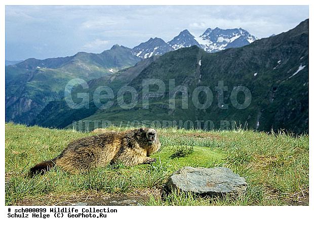 Alpen, Alpenmurmeltier, Alpenmurmeltiere, Alpine Marmot, Alpine Marmots, Austria, Austrian Alps, Berg, Berge, Echte Erdhoernchen, Erdhoernchen, Europa, Europe, Gebirge, High Tauern-NP, High Tauern-National Park, Hoernchen, Hoernchenverwandt, Hoernchenverwandte, Hohe Tauern, Hohe Tauern-NP, Hohe Tauern-Nationalpark, Hohe Tauern NP, Hohe Tauern Nationalpark, Kaernten, Marmota, Marmota marmota, Marmotini, Murmel, Murmeltier, Murmeltiere, NP, NP. -High Tauern, NP. -Hohe Tauern, NP. High Tauern, Nager, Nagetier, Nagetiere, National Park, National Park-High Tauern, National Park High Tauern, Nationalpark Hohe Tauern, Oesterreich, Oesterreichische Alpen, Saeuger, Saeugetier, Saeugetiere, Salzburger Land, Sciuridae, Sciuromorpha, Xerinae, alps, approwing, chiefly, cute, dinky, gnawer, mammal, mammalian, mammals, marmot, marmots, mountain, mountains, niedlich, rodent, rodents, twee, ������������, ��������, ��������, ��������, �������������, �������������, �����, �����, �������, XYZ, �������, Sciuridae, ���������� �����, Marmota marmota, Marmota alpina, ��������, ��������, �������������, �������������, �����, �����, �������, XYZ, �������, Sciuridae, ���������� �����, Marmota marmota, Marmota alpina