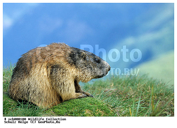 Alpen, Alpenmurmeltier, Alpenmurmeltiere, Alpine Marmot, Alpine Marmots, Austria, Austrian Alps, Berg, Berge, Echte Erdhoernchen, Erdhoernchen, Europa, Europe, Gebirge, High Tauern-NP, High Tauern-National Park, Hoernchen, Hoernchenverwandt, Hoernchenverwandte, Hohe Tauern, Hohe Tauern-NP, Hohe Tauern-Nationalpark, Hohe Tauern NP, Hohe Tauern Nationalpark, Kaernten, Marmota, Marmota marmota, Marmotini, Murmel, Murmeltier, Murmeltiere, NP, NP. -High Tauern, NP. -Hohe Tauern, NP. High Tauern, Nager, Nagetier, Nagetiere, National Park, National Park-High Tauern, National Park High Tauern, Nationalpark Hohe Tauern, Oesterreich, Oesterreichische Alpen, Saeuger, Saeugetier, Saeugetiere, Salzburger Land, Sciuridae, Sciuromorpha, Xerinae, alps, approwing, chiefly, cute, dinky, gnawer, mammal, mammalian, mammals, marmot, marmots, mountain, mountains, niedlich, rodent, rodents, twee, ������������, ��������, ��������, ��������, �������������, �������������, �����, �����, �������, XYZ, �������, Sciuridae, ���������� �����, Marmota marmota, Marmota alpina, ��������, ��������, �������������, �������������, �����, �����, �������, XYZ, �������, Sciuridae, ���������� �����, Marmota marmota, Marmota alpina
