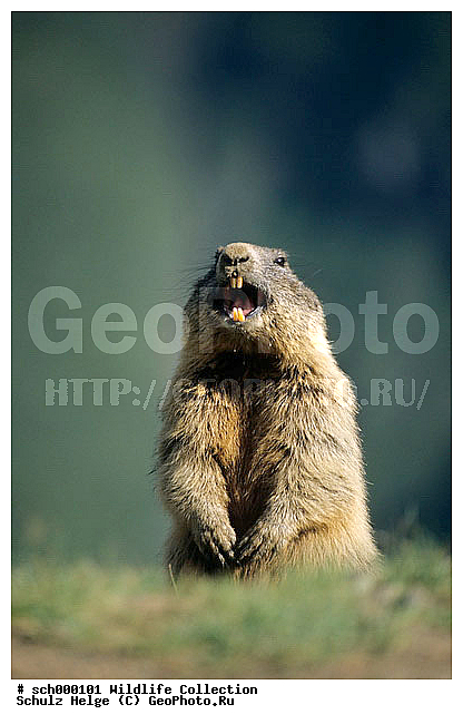 Alpen, Alpenmurmeltier, Alpenmurmeltiere, Alpine Marmot, Alpine Marmots, Austria, Austrian Alps, Berg, Berge, Echte Erdhoernchen, Erdhoernchen, Europa, Europe, Gebirge, High Tauern-NP, High Tauern-National Park, Hoernchen, Hoernchenverwandt, Hoernchenverwandte, Hohe Tauern, Hohe Tauern-NP, Hohe Tauern-Nationalpark, Hohe Tauern NP, Hohe Tauern Nationalpark, Kaernten, Marmota, Marmota marmota, Marmotini, Murmel, Murmeltier, Murmeltiere, NP, NP. -High Tauern, NP. -Hohe Tauern, NP. High Tauern, Nager, Nagetier, Nagetiere, National Park, National Park-High Tauern, National Park High Tauern, Nationalpark Hohe Tauern, Oesterreich, Oesterreichische Alpen, Pfiff, Ruf, Saeuger, Saeugetier, Saeugetiere, Salzburger Land, Sciuridae, Sciuromorpha, Warnung, Xerinae, alps, approwing, call, calling, caution, chiefly, cute, dinky, gnawer, mammal, mammalian, mammals, marmot, marmots, mountain, mountains, niedlich, pfeifen, pfeifend, pipe, rodent, rodents, rufen, rufend, twee, warnen, warnend, warning, wheeze, ������������, ��������, ��������, ��������, �������������, �������������, �����, �����, �������, XYZ, �������, Sciuridae, ���������� �����, Marmota marmota, Marmota alpina, ��������, ��������, �������������, �������������, �����, �����, �������, XYZ, �������, Sciuridae, ���������� �����, Marmota marmota, Marmota alpina