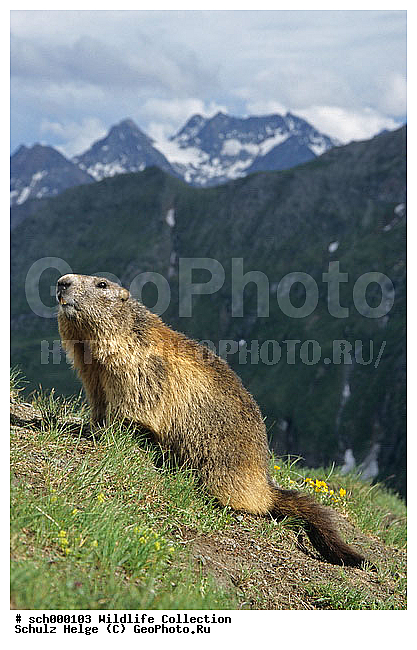 Alpen, Alpenmurmeltier, Alpenmurmeltiere, Alpine Marmot, Alpine Marmots, Austria, Austrian Alps, Berg, Berge, Echte Erdhoernchen, Erdhoernchen, Europa, Europe, Gebirge, High Tauern-NP, High Tauern-National Park, Hoernchen, Hoernchenverwandt, Hoernchenverwandte, Hohe Tauern, Hohe Tauern-NP, Hohe Tauern-Nationalpark, Hohe Tauern NP, Hohe Tauern Nationalpark, Kaernten, Marmota, Marmota marmota, Marmotini, Murmel, Murmeltier, Murmeltiere, NP, NP. -High Tauern, NP. -Hohe Tauern, NP. High Tauern, Nager, Nagetier, Nagetiere, National Park, National Park-High Tauern, National Park High Tauern, Nationalpark Hohe Tauern, Oesterreich, Oesterreichische Alpen, Saeuger, Saeugetier, Saeugetiere, Salzburger Land, Sciuridae, Sciuromorpha, Xerinae, alps, approwing, chiefly, cute, dinky, gnawer, mammal, mammalian, mammals, marmot, marmots, mountain, mountains, niedlich, rodent, rodents, twee, ������������, ��������, ��������, ��������, �������������, �������������, �����, �����, �������, XYZ, �������, Sciuridae, ���������� �����, Marmota marmota, Marmota alpina, ��������, ��������, �������������, �������������, �����, �����, �������, XYZ, �������, Sciuridae, ���������� �����, Marmota marmota, Marmota alpina