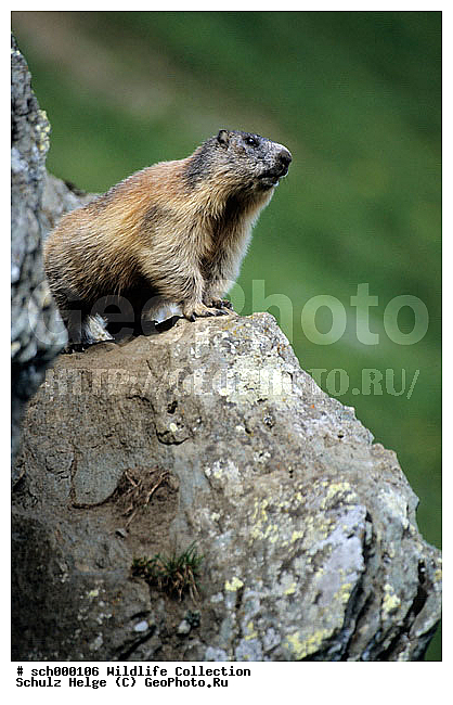 Alpen, Alpenmurmeltier, Alpenmurmeltiere, Alpine Marmot, Alpine Marmots, Austria, Austrian Alps, Berg, Berge, Echte Erdhoernchen, Erdhoernchen, Europa, Europe, Gebirge, High Tauern-NP, High Tauern-National Park, Hoernchen, Hoernchenverwandt, Hoernchenverwandte, Hohe Tauern, Hohe Tauern-NP, Hohe Tauern-Nationalpark, Hohe Tauern NP, Hohe Tauern Nationalpark, Kaernten, Marmota, Marmota marmota, Marmotini, Murmel, Murmeltier, Murmeltiere, NP, NP. -High Tauern, NP. -Hohe Tauern, NP. High Tauern, Nager, Nagetier, Nagetiere, National Park, National Park-High Tauern, National Park High Tauern, Nationalpark Hohe Tauern, Oesterreich, Oesterreichische Alpen, Saeuger, Saeugetier, Saeugetiere, Salzburger Land, Sciuridae, Sciuromorpha, Xerinae, alps, approwing, chiefly, cute, dinky, gnawer, mammal, mammalian, mammals, marmot, marmots, mountain, mountains, niedlich, rodent, rodents, twee, ������������, ��������, ��������, ��������, �������������, �������������, �����, �����, �������, XYZ, �������, Sciuridae, ���������� �����, Marmota marmota, Marmota alpina, ��������, ��������, �������������, �������������, �����, �����, �������, XYZ, �������, Sciuridae, ���������� �����, Marmota marmota, Marmota alpina