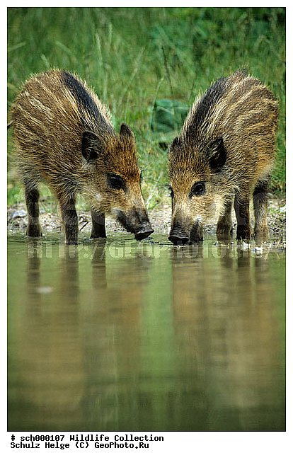 Borsten, Deutschland, Europa, Europe, Ferkel, Frischling, Frischlinge, Germany, Jungtier, Jungtiere, Reflektionen, Schleswig-Holstein, Schwarzwild, Schwein, Schweine, Spiegelbilder, Spiegelungen, Sus scrofa, Tierbabies, Tierbaby, Tierkind, Tierkinder, Wasser schoepfend, Wild Boar, Wild Pig, Wildschwein, Wildschweine, Wildschweinfrischling, Wildschweinfrischlinge, baby animal, baby animals, mirror images, pig, piglet, piglets, pigs, pork, porks, reflections, trinkend, water drinking, young, youngs, ������, ������������, ������, ����, �����, ��������, �����, ����, ���������, �������������, �����, �����, XYZ, ������, Suidae, �����, �����, ����� ������, Sus scrofa, �������������, �����, �����, XYZ, ������, Suidae, �����, �����, ����� ������, Sus scrofa