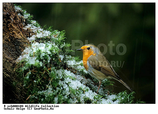 Aves, Deutschland, Eis, Erithacus, Erithacus rubecula, Europa, Europe, Fliegenschnaepper, Fliegenschnaepperartige, Frost, Germany, Hagel, Hagelschauer, Kaelte, Muscicapidae, Muscicapinae, Passeres, Passeri, Passeriformes, Robin, Robins, Rotkehlchen, Schleswig-Holstein, Schnee, Singvoegel, Singvogel, Sperlingsvoegel, Sperlingsvogel, Voegel, Vogel, Winter, bird, birds, cold, eisig, freeze, freezing, frostig, hail, hail storm, hailstorm, ice, iced, icy, kalt, oscine, oscine bird, oscine birds, oscines, passerine bird, passerine birds, sing bird, singbird, singbirds, sing birds, singing bird, singing birds, snow, snowy, songbird, songbirds, song birds, winter, ������������, ��������, ��������, ��������, ��������, �����������, XYZ, ������������, Muscicapidae, �������, Erithacus rubecula