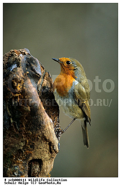 Aves, Deutschland, Erithacus, Erithacus rubecula, Europa, Europe, Fliegenschnaepper, Fliegenschnaepperartige, Germany, Muscicapidae, Muscicapinae, Passeres, Passeri, Passeriformes, Robin, Robins, Rotkehlchen, Schleswig-Holstein, Singvoegel, Singvogel, Sperlingsvoegel, Sperlingsvogel, Voegel, Vogel, bird, birds, oscine, oscine bird, oscine birds, oscines, passerine bird, passerine birds, sing bird, singbird, sing birds, singbirds, singing bird, singing birds, songbird, song birds, songbirds, ������������, ��������, ��������, ��������, ��������, �����������, XYZ, ������������, Muscicapidae, �������, Erithacus rubecula