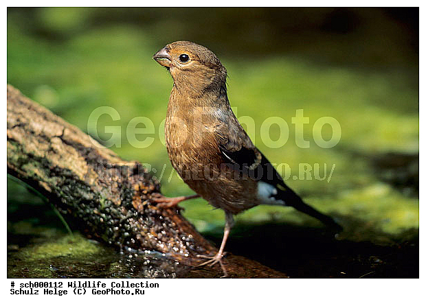 Aves, Blutfink, Blutfinken, Bullfinch, Bullfinches, Carduelinae, Deutschland, Dompfaff, Dompfaffen, Eigentliche Gimpel, Europa, Europe, Fink, Finken, Finkenvoegel, Finkenvogel, Frinigillidae, Germany, Gimpel, Junge, Jungtiere, Jungvoegel, Jungvogel, Juntier, Passeri, Passeriformes, Pyrrhula, Pyrrhula pyrrhula, Schleswig-Holstein, Singvoegel, Singvogel, Sperlingsvoegel, Sperlingsvogel, Stieglitzartig, Stieglitzartige, Tierbabies, Tierbaby, Tierkind, Tierkinder, Voegel, Vogel, animal babies, animal baby, baby animal, baby animals, bird, birds, finch, finches, immature, juvenile, oscine, oscine bird, oscine birds, oscines, passerine bird, passerine birds, singing bird, singing birds, songbird, song bird, song birds, songbirds, squab, squabs, young, youngs, ������������, ��������, XYZ