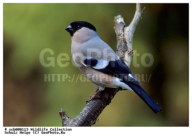 Aves, Blutfink, Blutfinken, Bullfinch, Bullfinches, Carduelinae, Deutschland, Dompfaff, Dompfaffen, Eigentliche Gimpel, Europa, Europe, Fink, Finken, Finkenvoegel, Finkenvogel, Frinigillidae, Germany, Gimpel, Passeri, Passeriformes, Pyrrhula, Pyrrhula pyrrhula, Schleswig-Holstein, Singvoegel, Singvogel, Sperlingsvoegel, Sperlingsvogel, Stieglitzartig, Stieglitzartige, Voegel, Vogel, Weibchen, bird, birds, female, females, finch, finches, oscine, oscine bird, oscine birds, oscines, passerine bird, passerine birds, singing bird, singing birds, song bird, songbird, songbirds, song birds, weiblich, ������������, ��������, XYZ