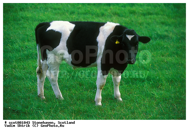 ����������, ���������, ������, ���, ��������, �������