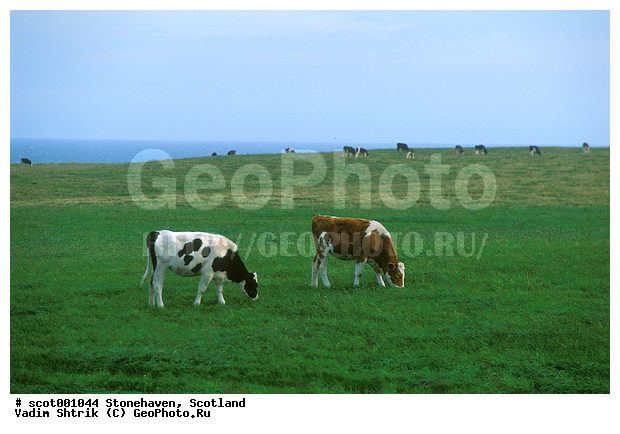 ����������, ���������, ������, ���, ��������, �������