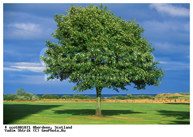 �������, ���������, ������, ������