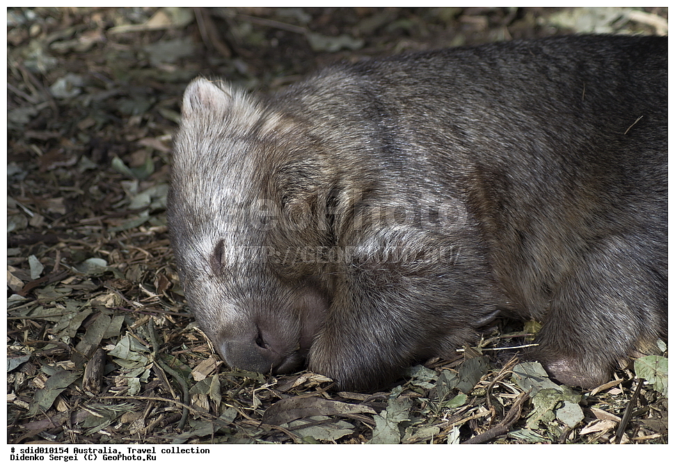 ���������, ������, ������������� �������, ��������