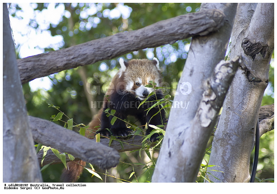 ���������, ������� �����, ������������� �������, ����� ��������, ����� �����, �������� �����, ������, XYZ, �������������, �����, ��������, Ursidae, ����� �����, ������� �����, Ailurus fulgens, ��������, ��������, �������������, �������������, �����, �����, �������, ������, XYZ, ��������, Ursidae, ����� �����, ������� �����, Ailurus fulgens