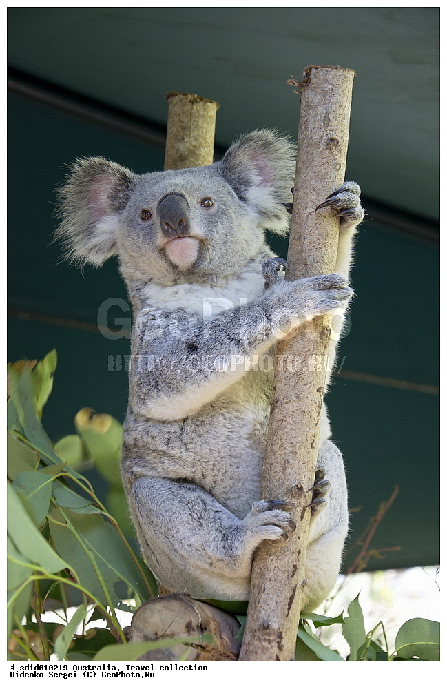 �����, ���������, ������������� �������, ���������� ��������, ����� ��������, ��������, ��������, ��������, �������������, �������������, �����, �����, ��������, ��������, XYZ, �����, ��������, Phascolarctidae, �����, Phascolarctos cinereus