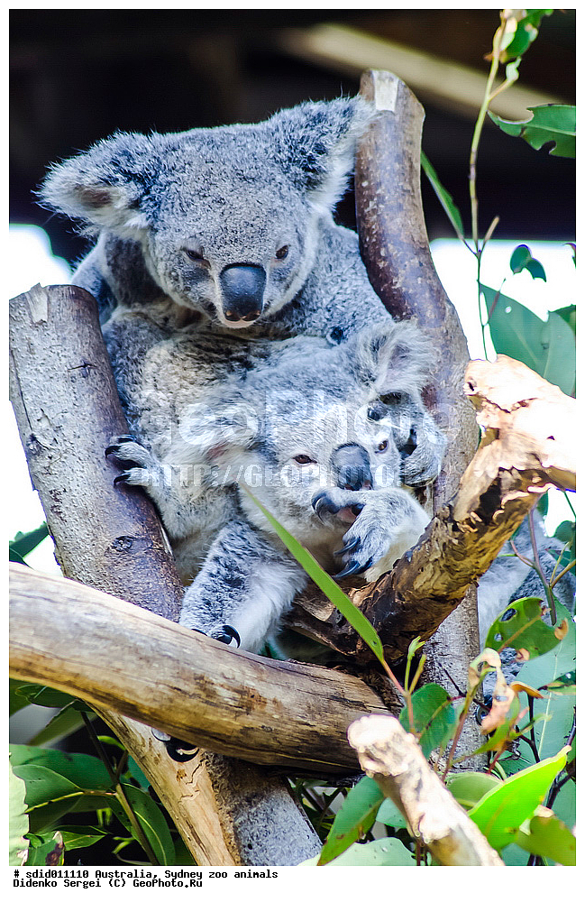 ������������� �������, ���������, ����� ��������, ���������� ��������, ��������, �����, ��������, ������, �������, ��������, ��������, �������������, �������������, �����, �����, ��������, ��������, XYZ, �����, ��������, Phascolarctidae, �����, Phascolarctos cinereus