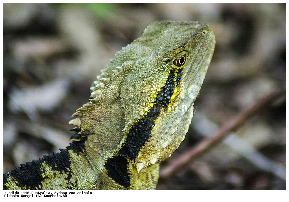 ���������, ��������, �������, ������