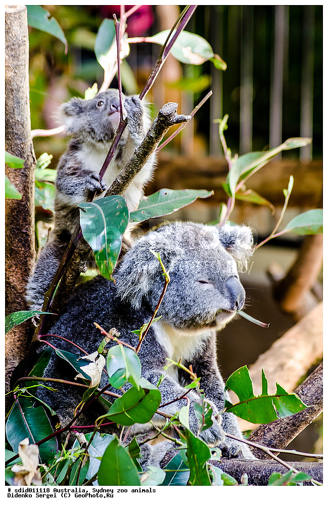 ������������� �������, ���������, ����� ��������, ���������� ��������, ��������, �����, ��������, ������, �������, ��������, ��������, �������������, �������������, �����, �����, ��������, ��������, XYZ, �����, ��������, Phascolarctidae, �����, Phascolarctos cinereus