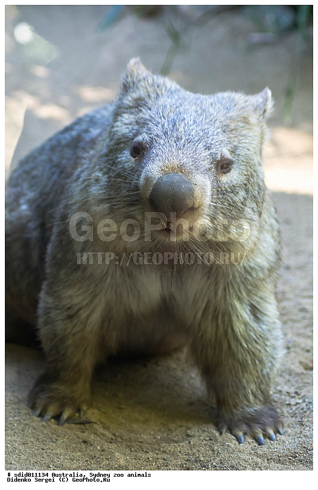  ������������� �������, ������, ��������, ���������