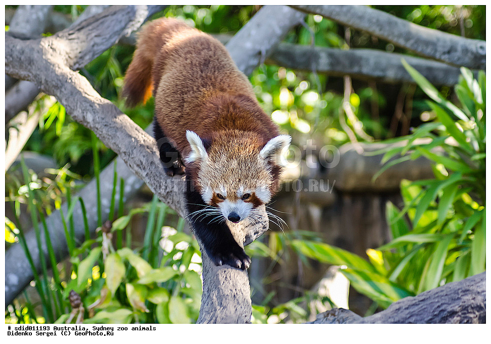 Ailurus fulgens, Ursidae, XYZ, ������������� �������, ������� �����, ������� �����, ����� �����, ��������, ����� ��������, �������� �����, �����, ����� �����, �������������, ������, ���������, ��������, ��������, �������������, �������������, �����, �����, �������, ������, XYZ, ��������, Ursidae, ����� �����, ������� �����, Ailurus fulgens