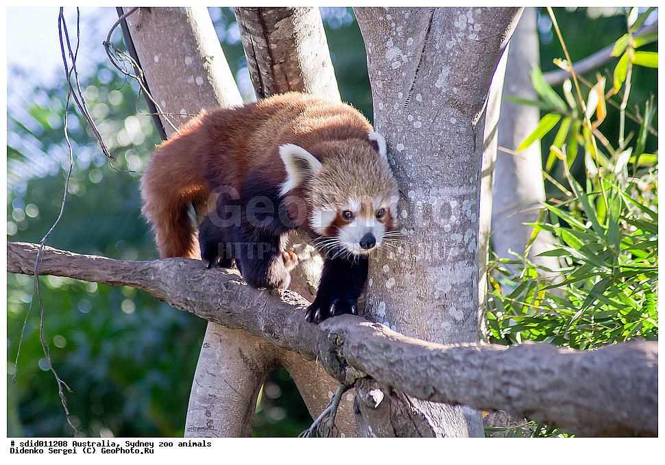 Ailurus fulgens, Ursidae, XYZ, ������������� �������, ������� �����, ������� �����, ����� �����, ��������, ����� ��������, �������� �����, �����, ����� �����, �������������, ������, ���������, ��������, ��������, �������������, �������������, �����, �����, �������, ������, XYZ, ��������, Ursidae, ����� �����, ������� �����, Ailurus fulgens