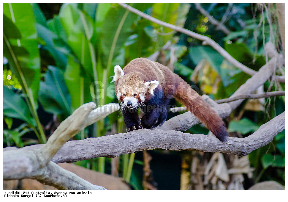 Ailurus fulgens, Ursidae, XYZ, ������������� �������, ������� �����, ������� �����, ����� �����, ��������, ����� ��������, �������� �����, �����, ����� �����, �������������, ������, ���������, ��������, ��������, �������������, �������������, �����, �����, �������, ������, XYZ, ��������, Ursidae, ����� �����, ������� �����, Ailurus fulgens